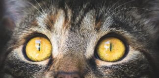 Z czym można zrobić makrelę w oleju? Z czym można zrobić makrelę w oleju?