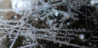 Czy można mrozić surowa marchew? Czy można mrozić surowa marchew?