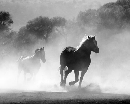 Czy w aptece można kupić pyłek pszczeli? Czy w aptece można kupić pyłek pszczeli?