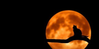 Czy kot może jeść jogurt? Czy kot może jeść jogurt?