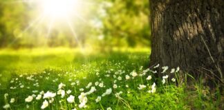 Czy światło w akwarium musi się palić cały czas? Czy światło w akwarium musi się palić cały czas?