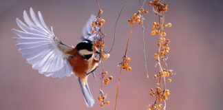 Jak zrobić jagody w słoiku bez cukru?