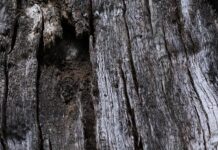 Jak zrobić napowietrzanie w akwarium?