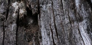 Jak zrobić napowietrzanie w akwarium? Jak zrobić napowietrzanie w akwarium?