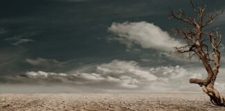 Czy sucha karmę trzeba moczyć? Czy sucha karmę trzeba moczyć?