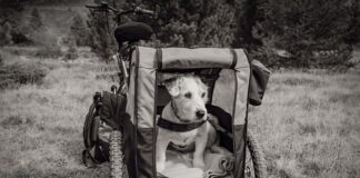 Jaka przyczepka Thule? Jaka przyczepka Thule?