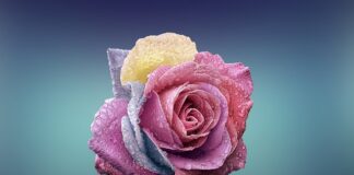 Czy z każdej róży można zrobić dżem? Czy z każdej róży można zrobić dżem?