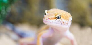 Po czym poznać że pies ma robaki? Po czym poznać że pies ma robaki?