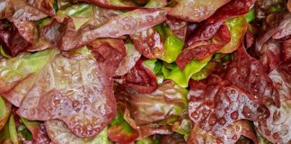 Jak zrobić sałatkę z marchewki na zimę? Jak zrobić sałatkę z marchewki na zimę?