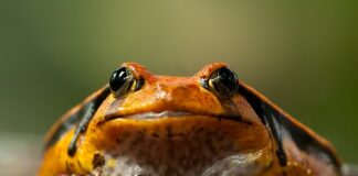 Czy sok pomidorowy oczyszcza żyły?