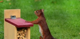 Jak zrobić paszę dla ryb? Jak zrobić paszę dla ryb?