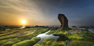 Co dobrego na glony w akwarium? Co dobrego na glony w akwarium?