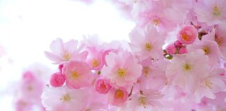 Jaka roślina zabija raka? Jaka roślina zabija raka?