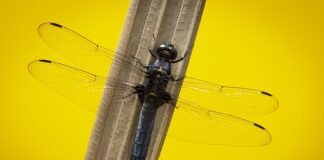 Co to jest skimmer w akwarium? Co to jest skimmer w akwarium?