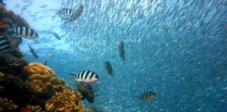 Czy zalewa do ryb może być gorąca? Czy zalewa do ryb może być gorąca?