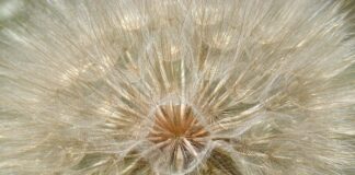 Jak zrobić Wegetę domowym sposobem? Jak zrobić Wegetę domowym sposobem?