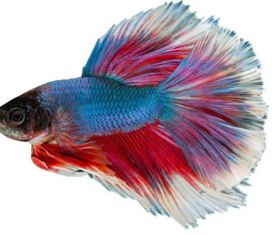 Co ile karmi się gupiki? Co ile karmi się gupiki?