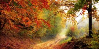 O jakiej porze karmić ryby? O jakiej porze karmić ryby?