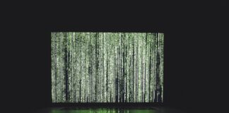 Co lubią neonki? Co lubią neonki?