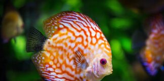 Ile wlać wody destylowanej do akwarium? Ile wlać wody destylowanej do akwarium?