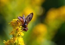 Jaka jest faza po Xanax? Jaka jest faza po Xanax?