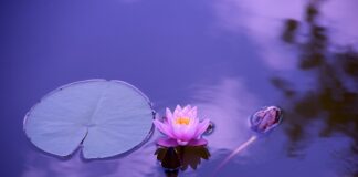 Co najlepszego na stawy dla psa? Co najlepszego na stawy dla psa?