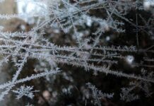 Czy można mrozić mokra karmę? Czy można mrozić mokra karmę?