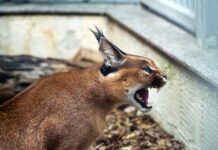 Z czego zrobić kryjówkę dla glonojadów? Z czego zrobić kryjówkę dla glonojadów?