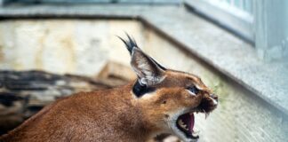 Z czego zrobić kryjówkę dla glonojadów? Z czego zrobić kryjówkę dla glonojadów?
