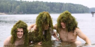 Jak zmusić glonojady do tarła? Jak zmusić glonojady do tarła?