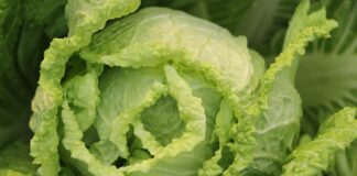 Jak zrobić surówkę z marchewki i pora? Jak zrobić surówkę z marchewki i pora?