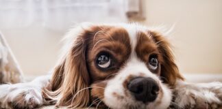 Jak spowolnić jedzenie psa? Jak spowolnić jedzenie psa?